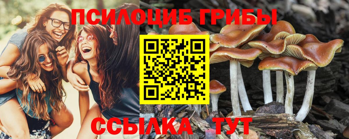 Тихорецк  Галлюциногенные грибы мицелий  Псилоцибиновые грибы прущие грибы  Вход с VPN 